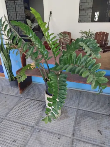 ZAMIOCULCA 