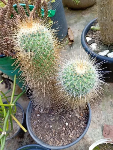 Cacto para Colecionador...