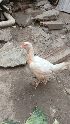 Galinha