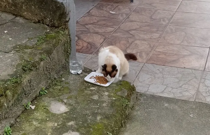 Gata fêmea adulta castrada