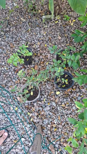 Muda de acerola 