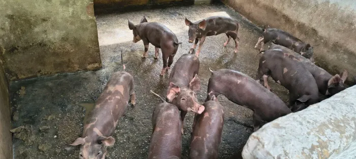 Leitões 
