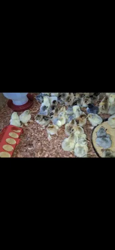 Pintinhos da raça brahma