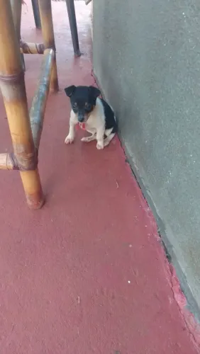 Tenho cachorrinho pinscher número zero com número 1 pra veder
