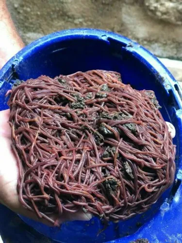 Minhocas *