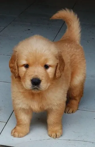 Filhote Golden Retriever porte grande e peludo