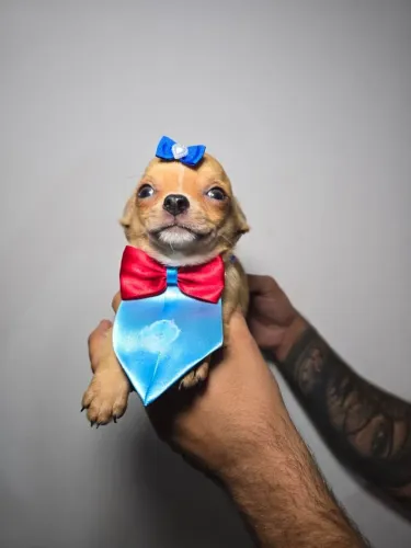 Chihuahua: personalidade forte e coração valente