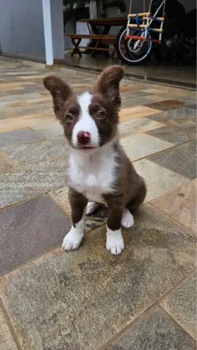 Border Collie lindo e inteligente 