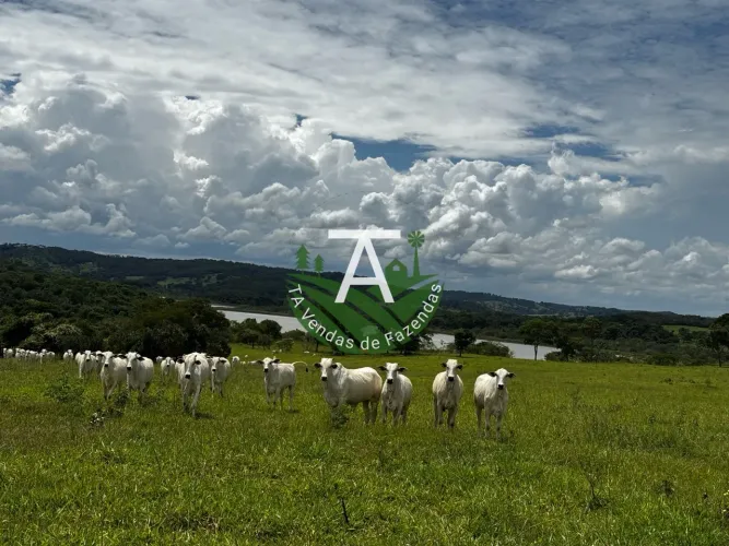 Fazenda de 95 alq em Ipameri-GO