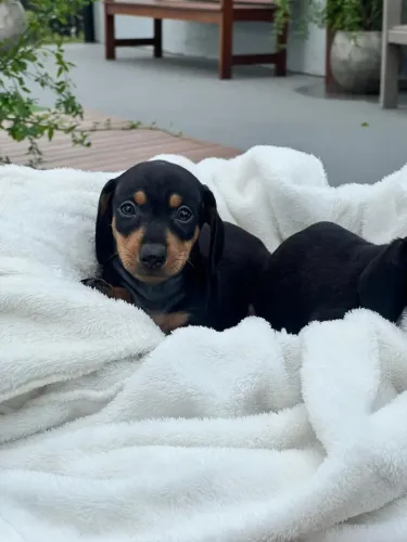 Filhote Dachshund Miniatura