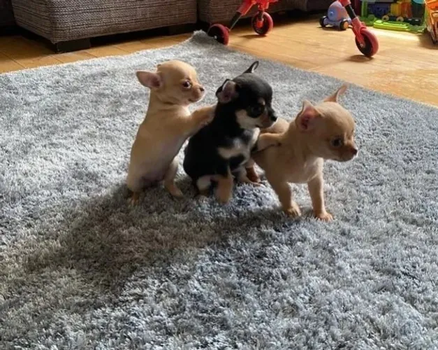 Chihuahua Fêmea Tricolor: Amor e Fofura em Cada Momento!