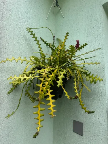 Planta Cacto Sianinha