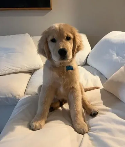 Filhote Golden Retriever, Nada como ser recebido com pulinhos e lambeijos todos os dias!