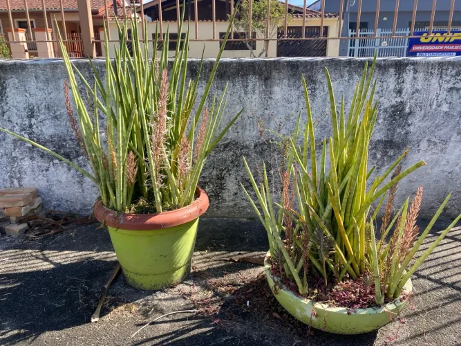 Vasos de Planta Lança de São Jorge