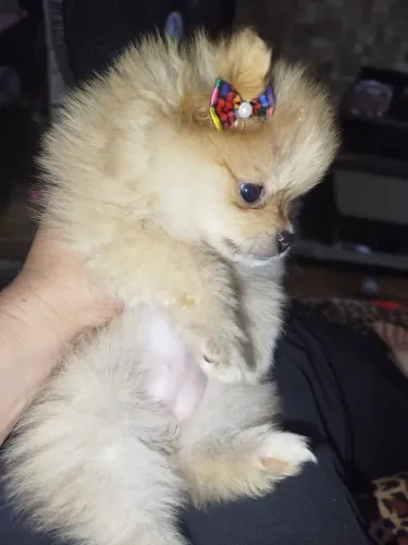 Lulu da pomerania femea