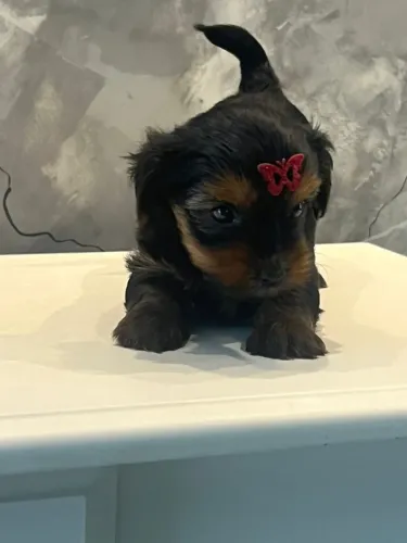 FILHOTE DE YORKSHIRE