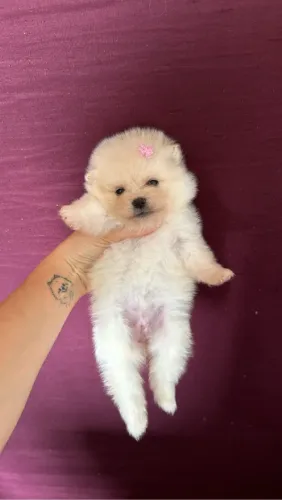 Filhote de Pomeranian - creme 