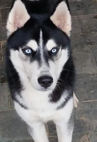 Husky siberiano, macho PRETO/BRANCO 
