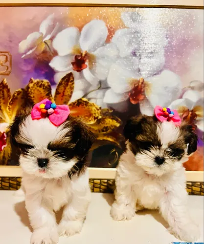 Shih tzu Fêmea disponível pedigree opcional 