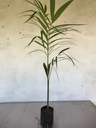 Muda de palmeira de vários tipos 