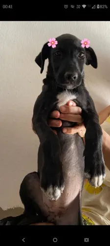 DOAÇÃO FÊMEA 3 MESES PATOS PB 