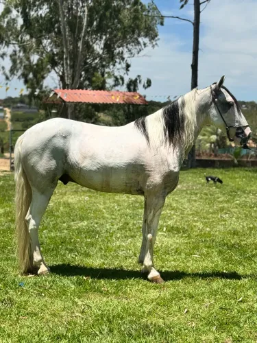 Cavalo pampa de tordilho