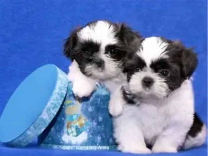 Shih-tzu varias cores lindas , macho e fêmea