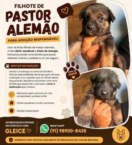 Filhote de pastor alemão para doação
