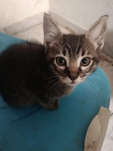 Doação de gatos 