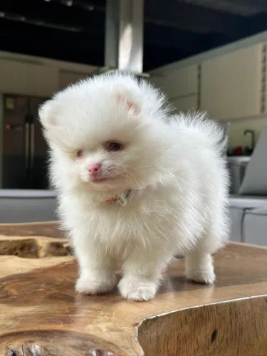 Spitz Alemão Torna Convívios Ainda Mais Especiais
