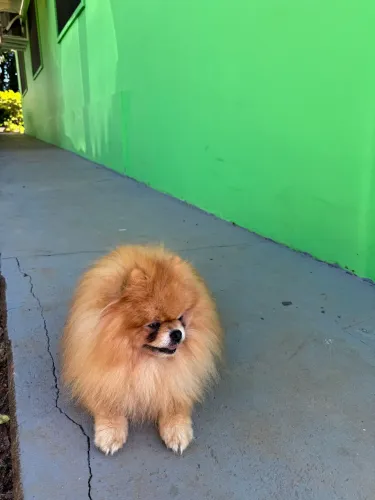 Spitz alemão machinho ursinho verdadeiro pomeranian a venda 2 anos