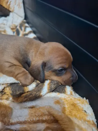 Cachorro linguiça