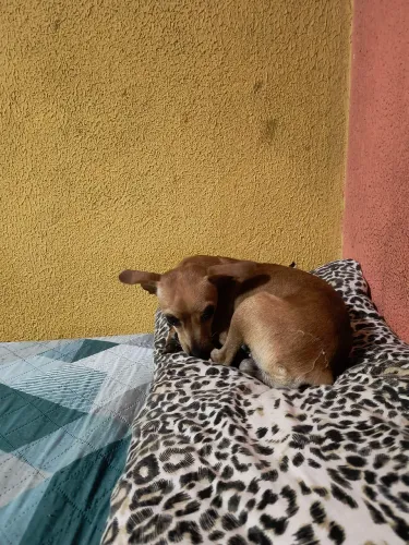 Pincher femia