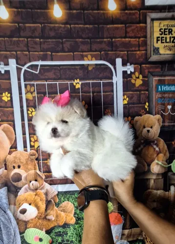Vendo filhote de Spitz alemão (FÊMEA)