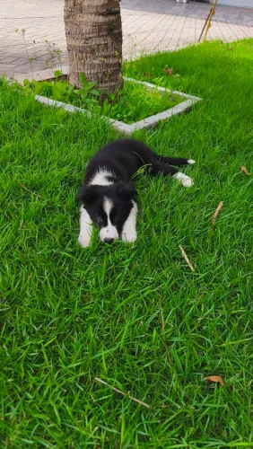 Fêmea de Border Collie