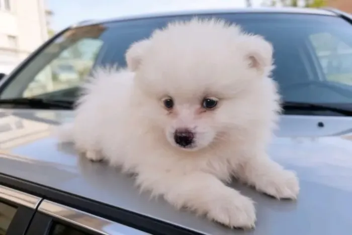 Lulu da Pomerânia Filhote Fêmea