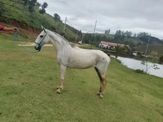 Égua mansa de cela e charrete 30x266.66