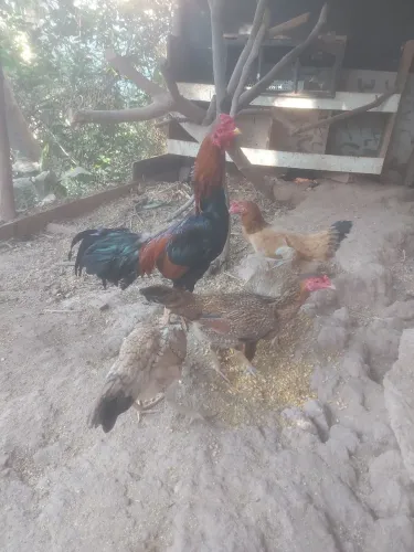 Galinhas caipiras.