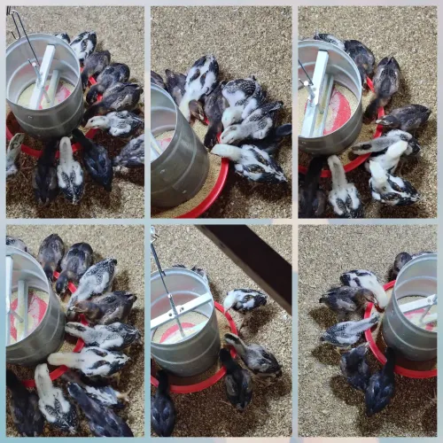 Vende-se um lote de pintos da raça Mura com 12 unidades com 45 dias r$ 500