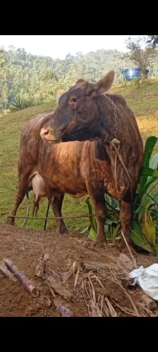 Vaca com bezzero um mês de cria 