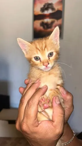 Doação de gatinhos