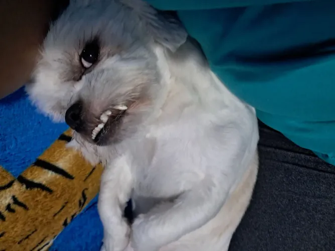 Vendo shitzu