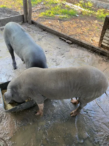Porca prenha, porco, suíno
