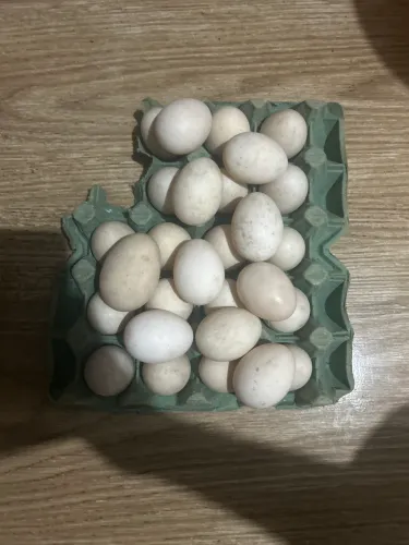 Ovos de pato pra comer ou para choco 