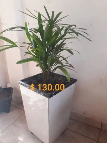 Vendo vaso já c/ planta