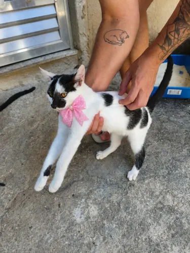 Gatinha para doação 