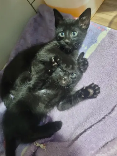Doação de gatos