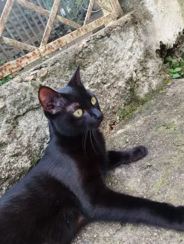 Gata para doação