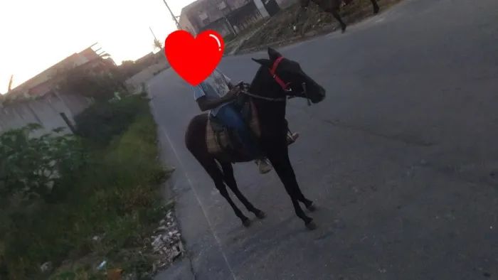 Potra Preta (cavalo)