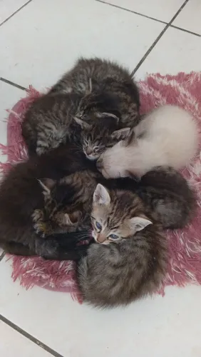 Adoção Gatos Filhote 1 mês de vida